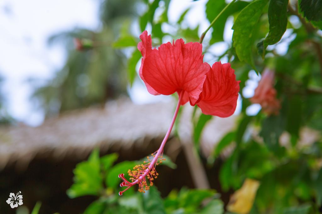 סריתאנו Seaflower Bungalows מראה חיצוני תמונה